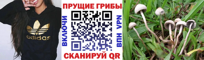 Галлюциногенные грибы MAGIC MUSHROOMS  где купить наркотик  Александровск-Сахалинский 
